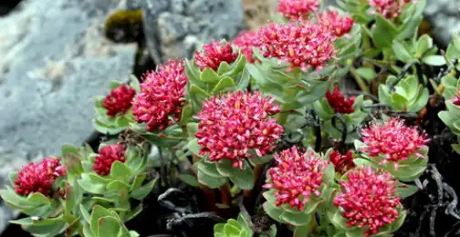 How to Choose the Best Rhodiola Rosea Extract Powder